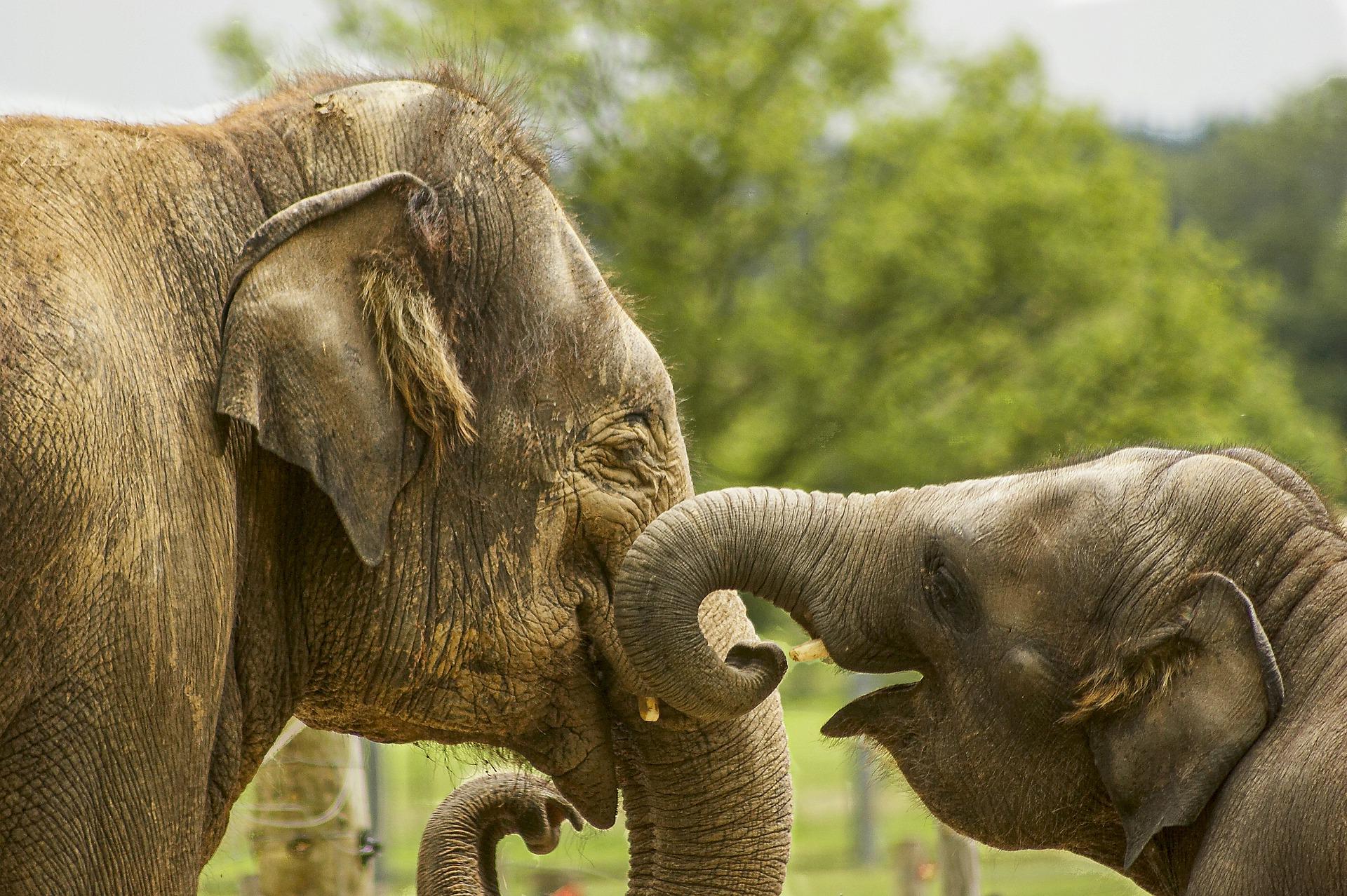 A mother elephant and her calf touching trunks