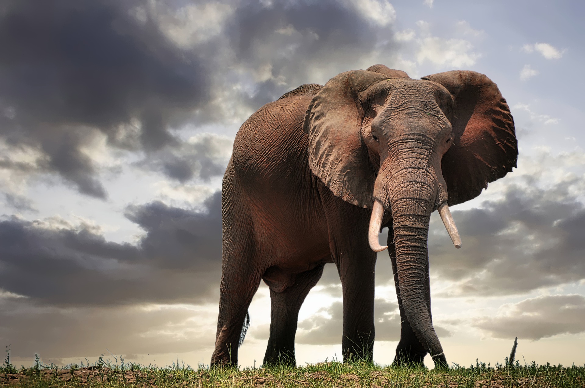 An elephant standing tall under a dramatic sky