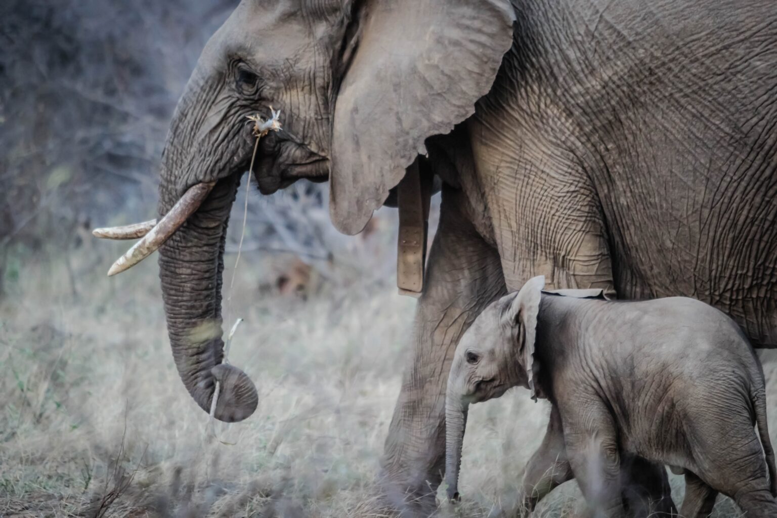 A mother elephant protecting her calf