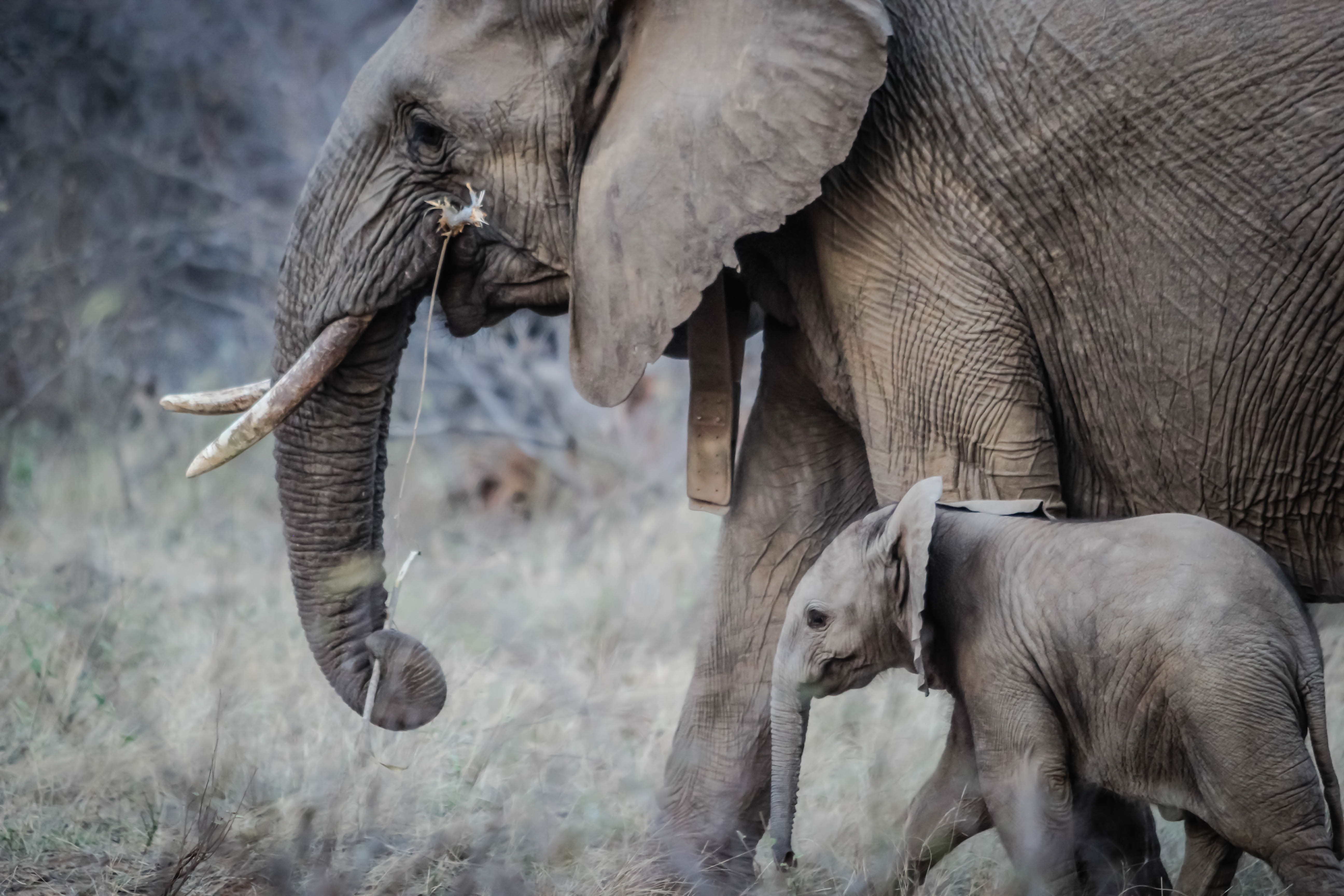 A mother elephant protecting her calf