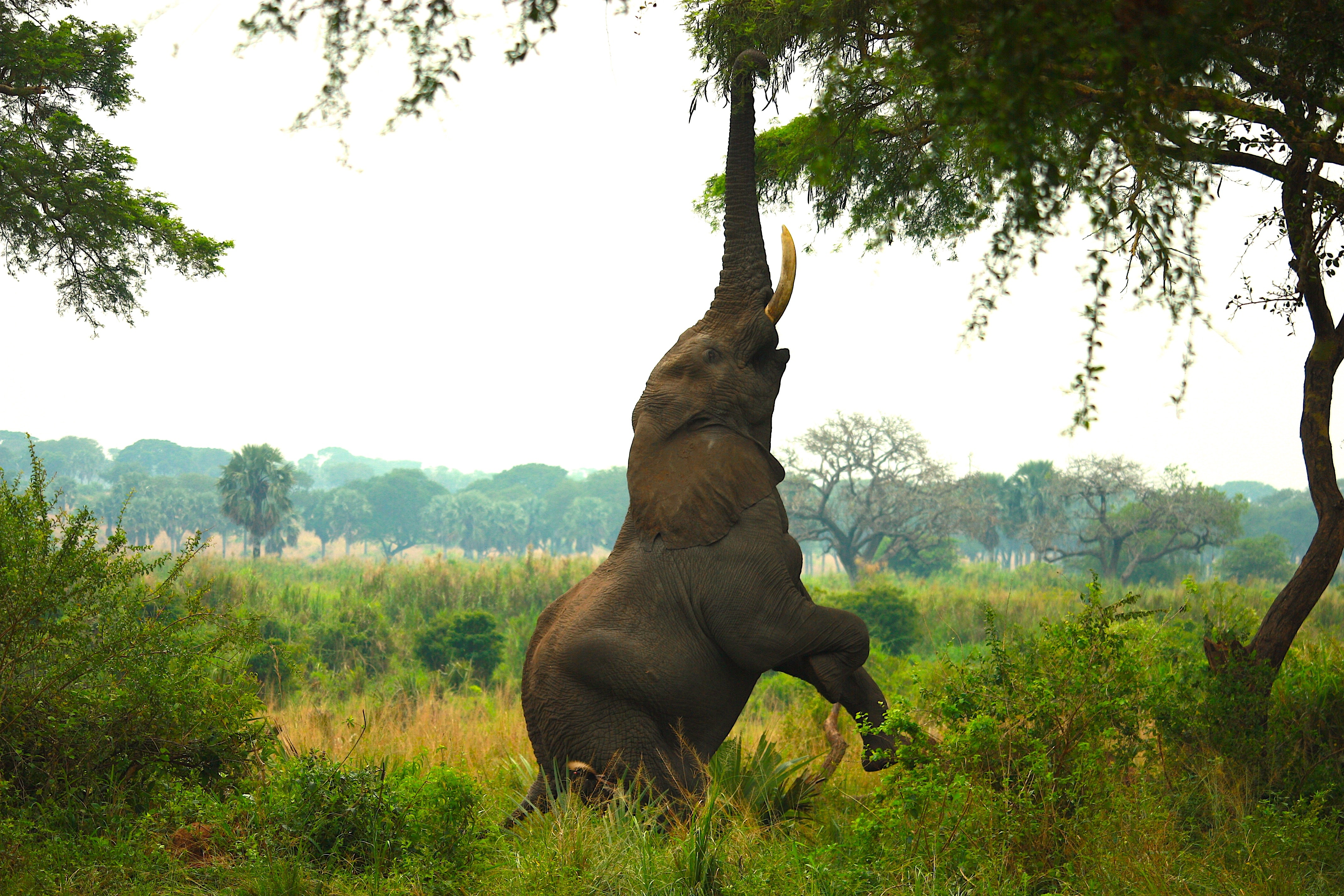 An elephant reaching up into a tree