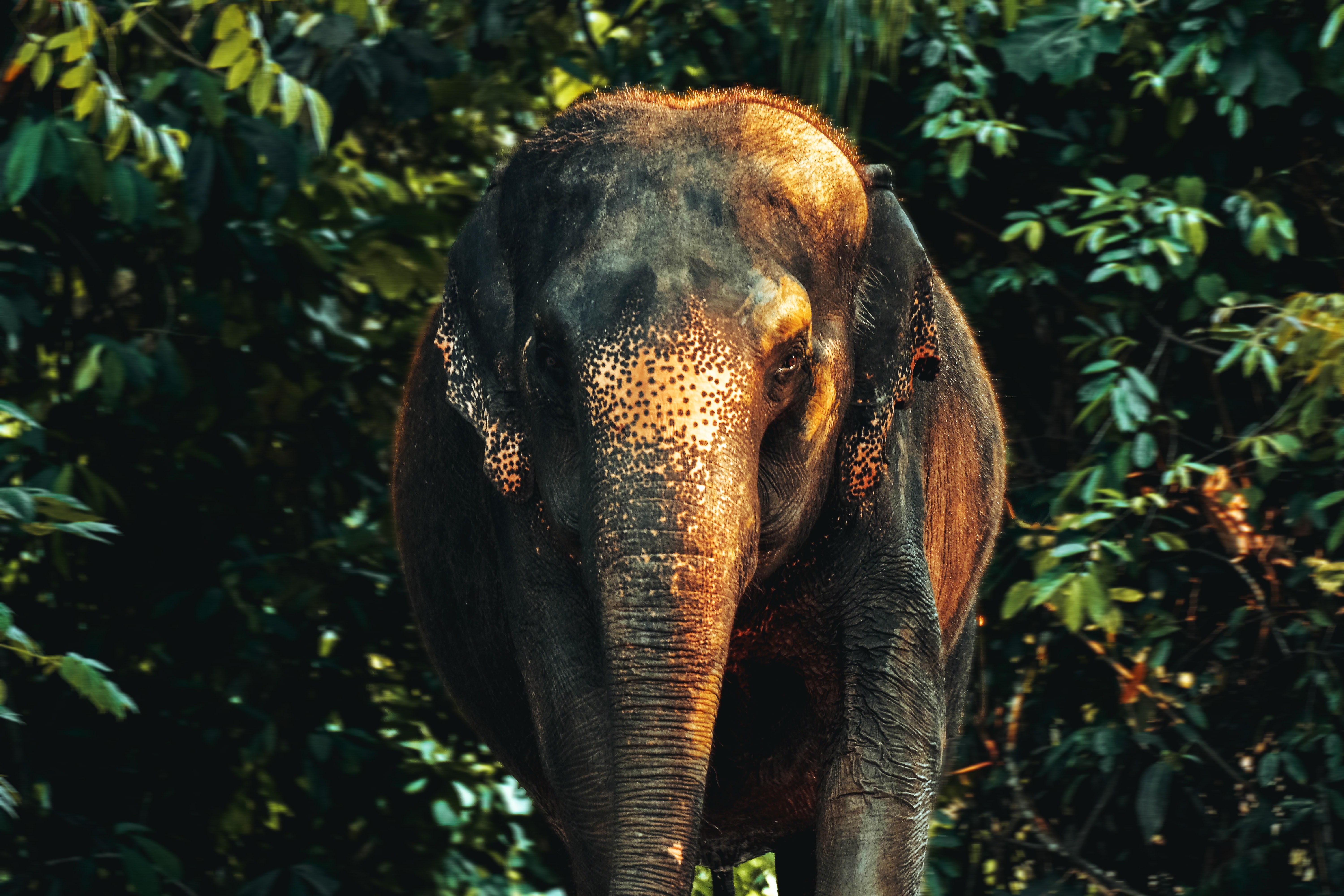 An elephant standing in green forest