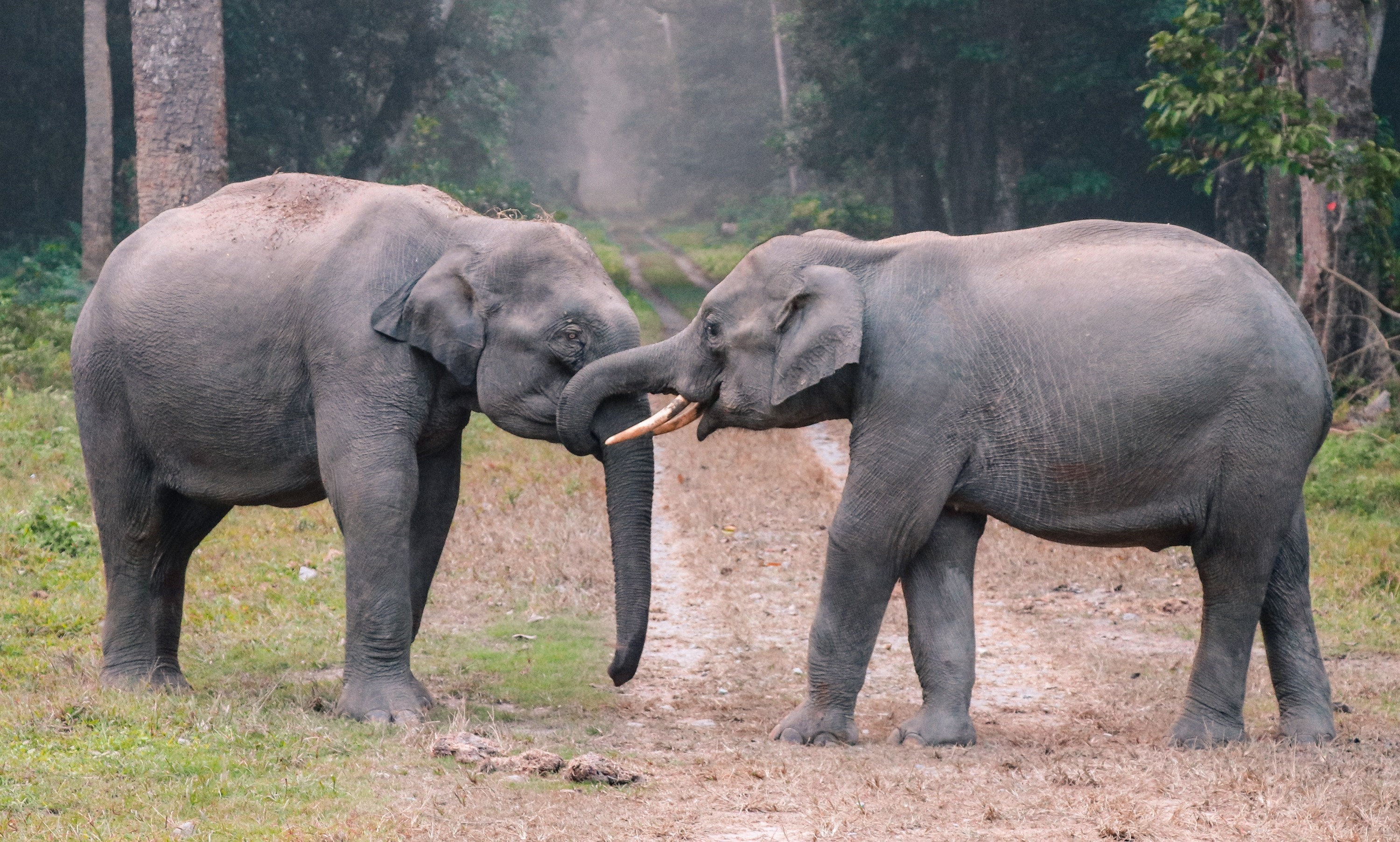 Two elephants greeting each other with their trunks