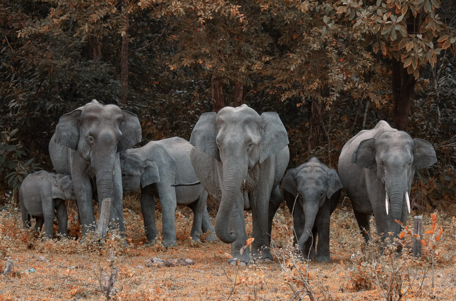 A herd of elephants walking together through dry forest