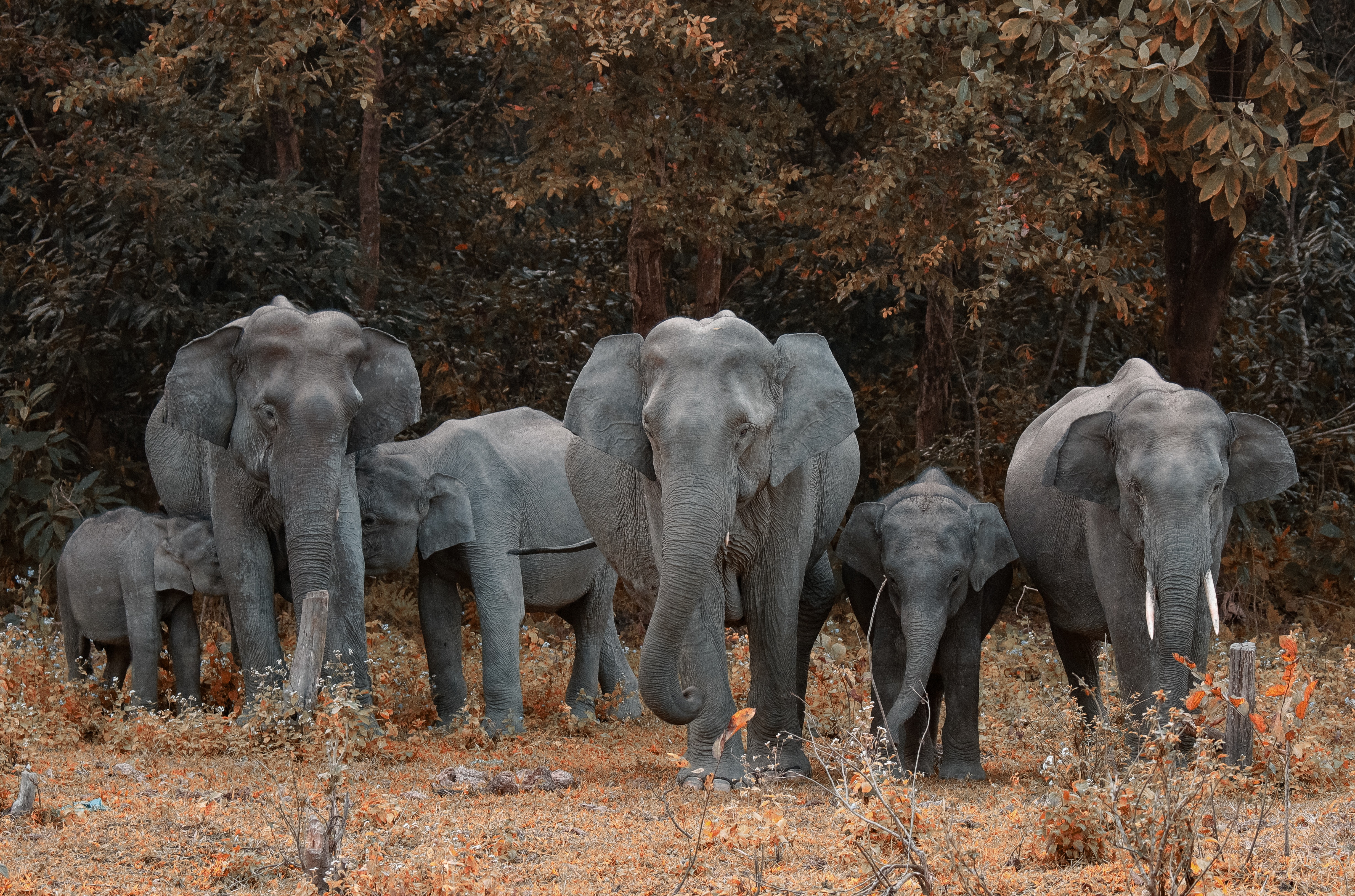 A herd of elephants walking together through dry forest