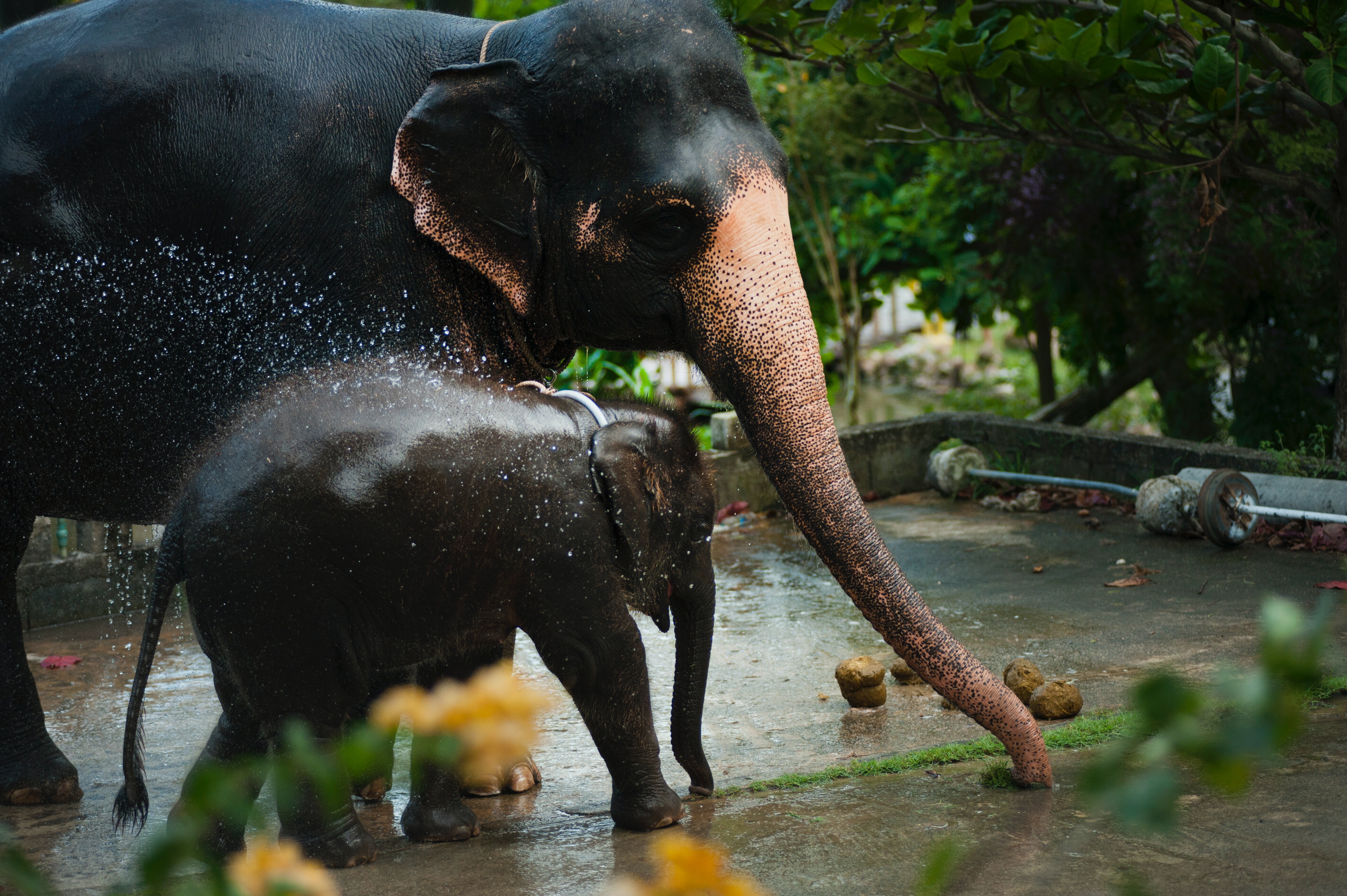 An elephant calf playing in water beside its mother