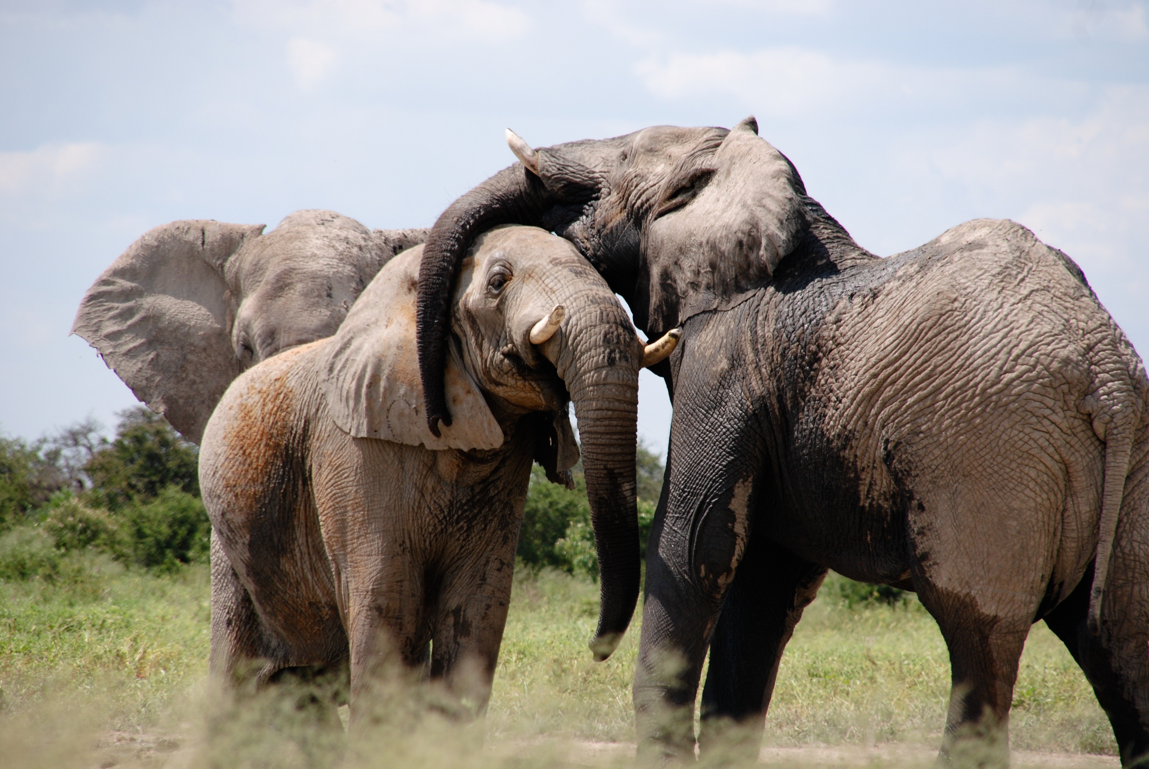 Elephants gathered together in the grass